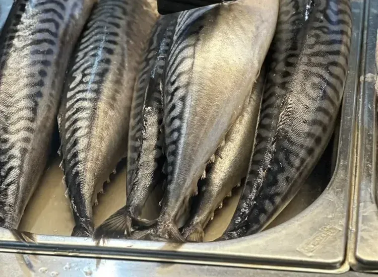 Скумбрія норвезька слабосолена